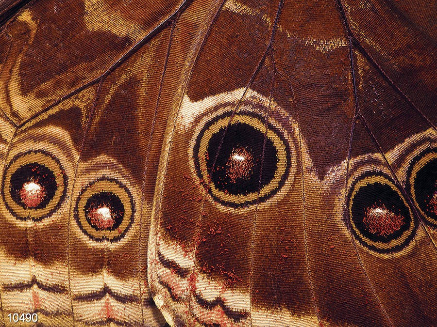 Панно 10490 серия Панно Fa Ro